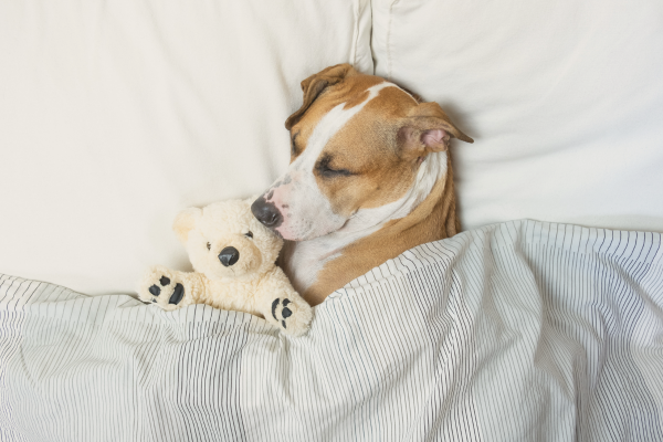 眠っている犬